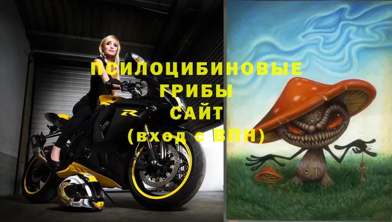 где купить   кракен вход  Псилоцибиновые грибы Psilocybe  Опочка 